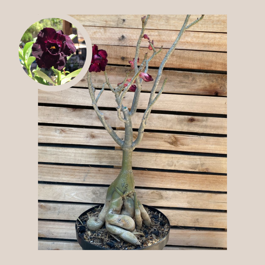 Rosa do Deserto Baobá Black Evil 72 - Linha Baobá - RDF Fortaleza