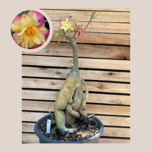 Rosa do Deserto Baobá RS 73 - Linha Baobá - RDF Fortaleza
