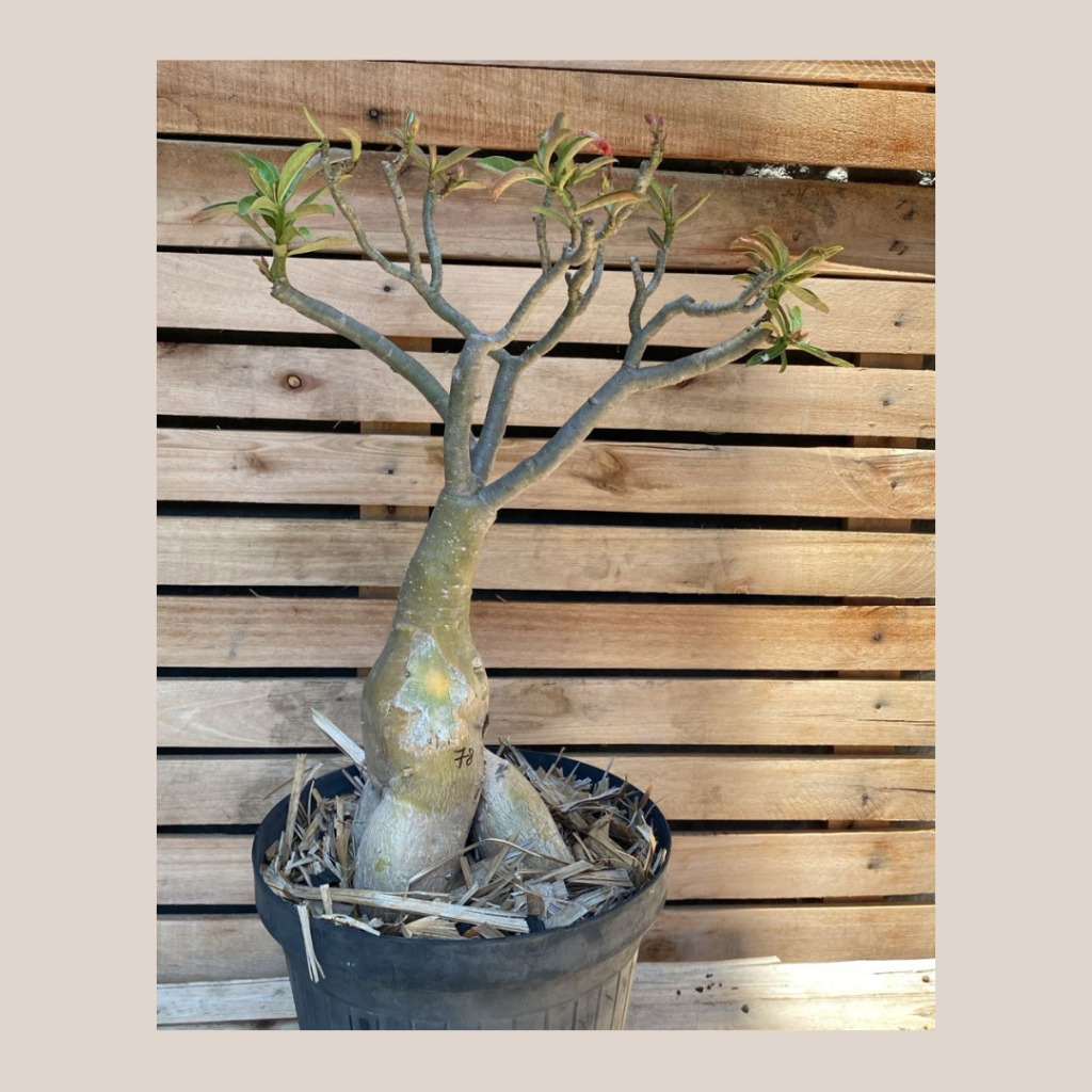 Rosa do Deserto Baoba sem Identificação 78 - Linha Baobá - RDF Fortaleza