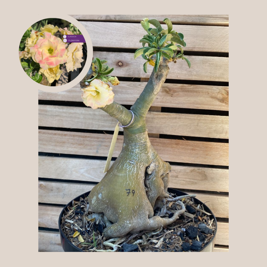 Rosa do Deserto Baobá Bridal Buquê 79 - Linha Baobá - RDF Fortaleza