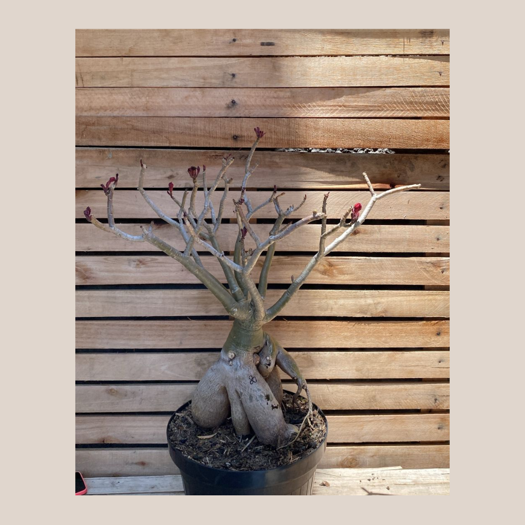 Rosa do Deserto Baobá Sem Identificação 80 - Linha Baobá - RDF Fortaleza