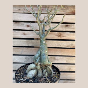 Rosa do Deserto Baoba Sem Identificação 82 - Linha Baobá - RDF Fortaleza