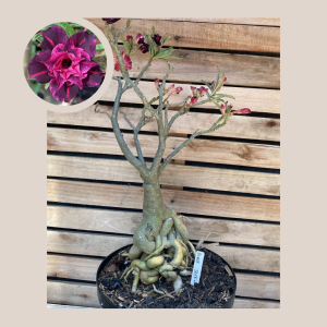 Rosa do Deserto Baobá Black Jack 84 - Linha Baobá - RDF Fortaleza