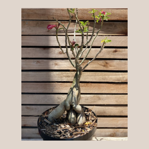 Socotra Surprise 85