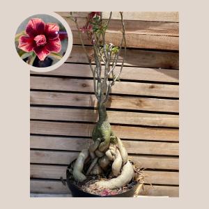 Rosa do Deserto Baobá Isreala 88 - Linha Baobá - RDF Fortaleza