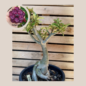 Rosa do Deserto Baobá Indigo Glaze 89 - Linha Baobá - RDF Fortaleza