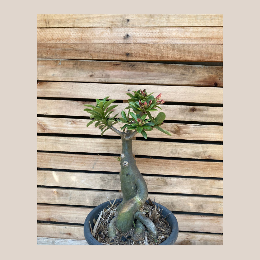 Rosa do Deserto Baoba Sem Identificação 94 - Linha Baobá - RDF Fortaleza