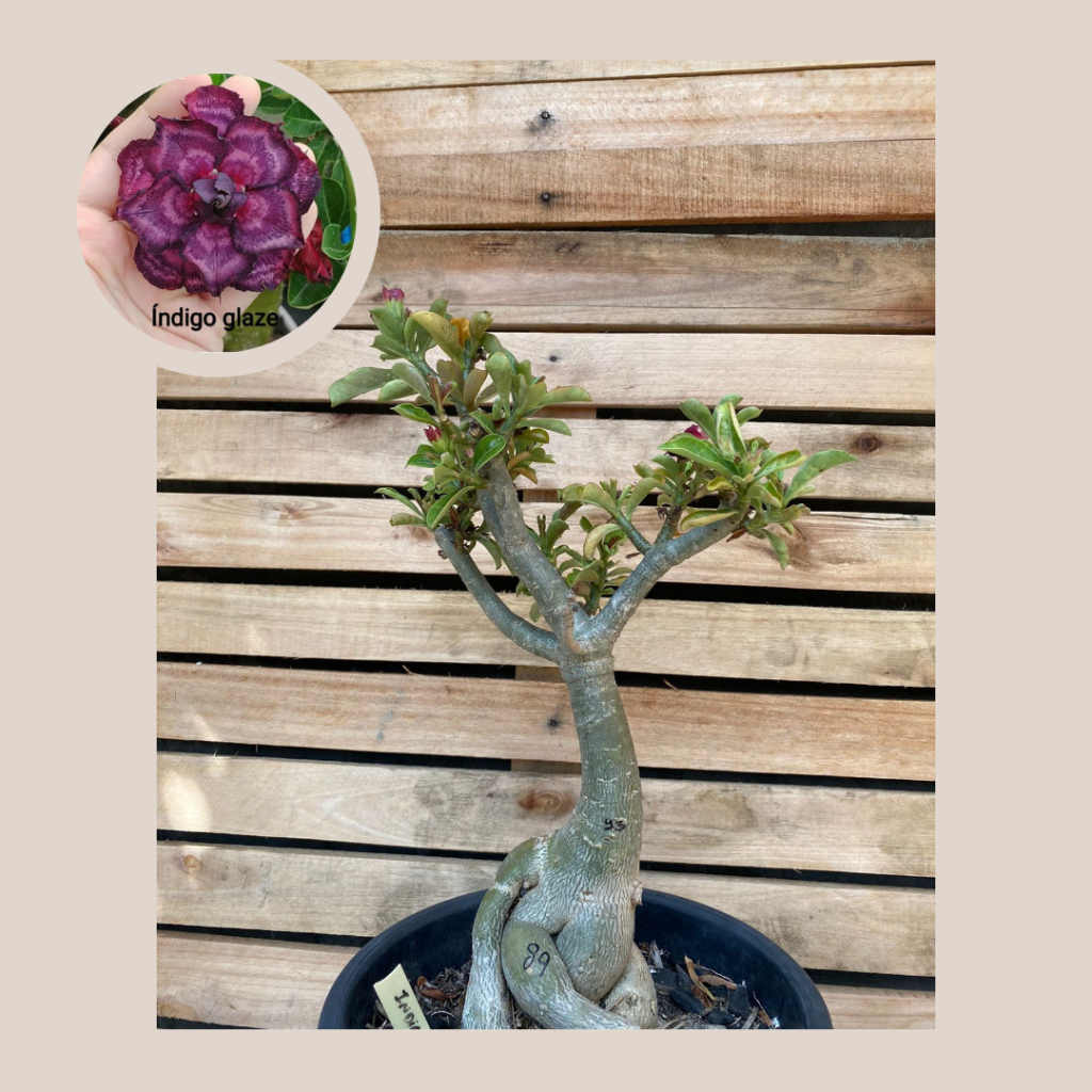 Rosa do Deserto Baobá Indigo Glaze 95 - Linha Baobá - RDF Fortaleza