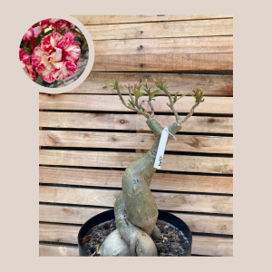 Rosa do Deserto Baobá Kindly 97 - Linha Baobá - RDF Fortaleza