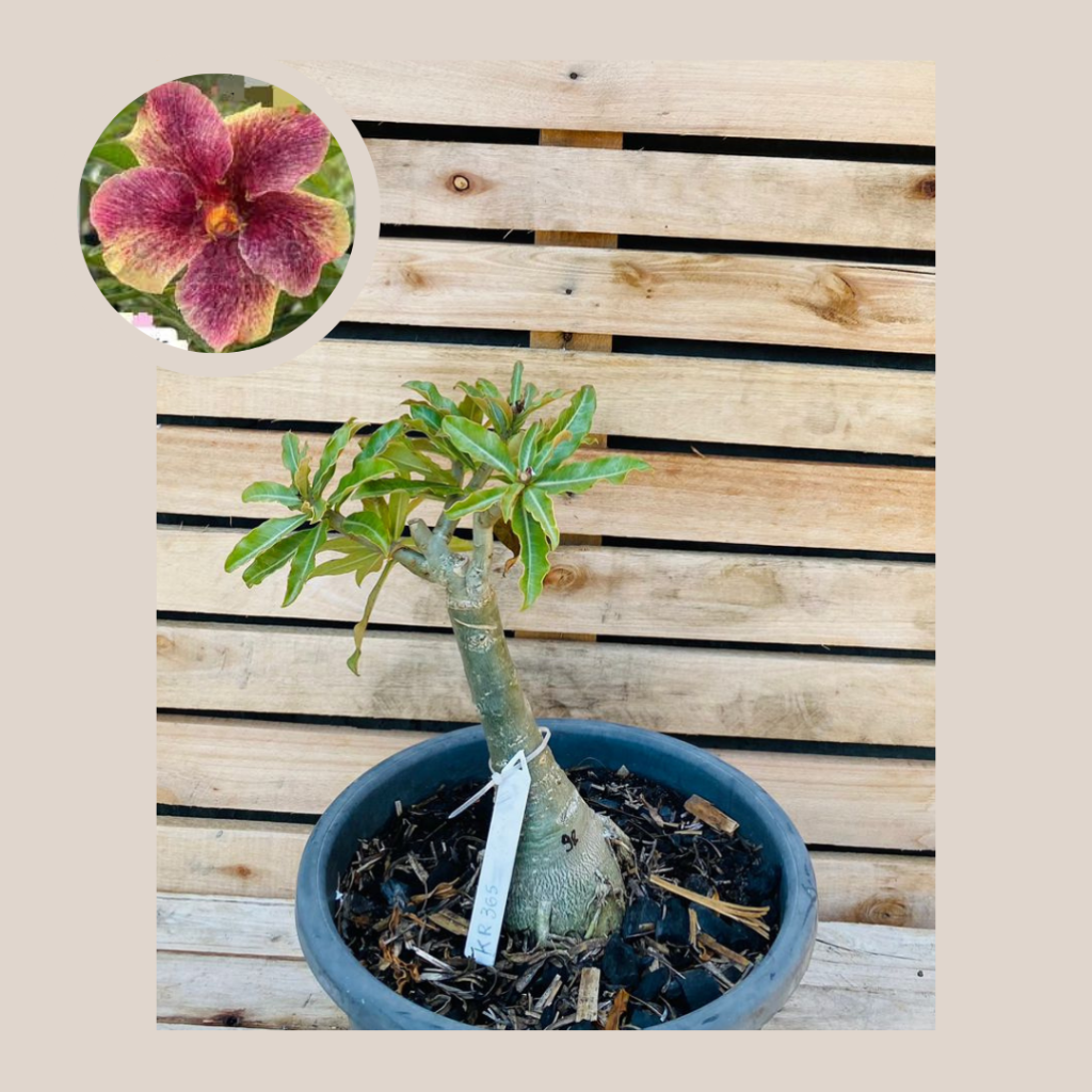 Rosa do Deserto Baobá KR 365 98 - Linha Baobá - RDF Fortaleza