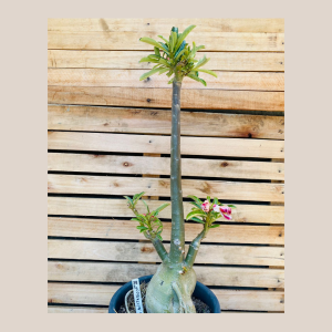 Socotra Misteriosa 101