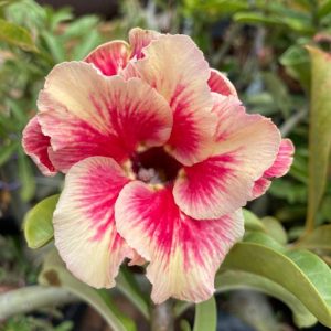 Rosa do Deserto Baby - Rosa do Deserto Sweet Peach - RDF Baby - RDF Fortaleza