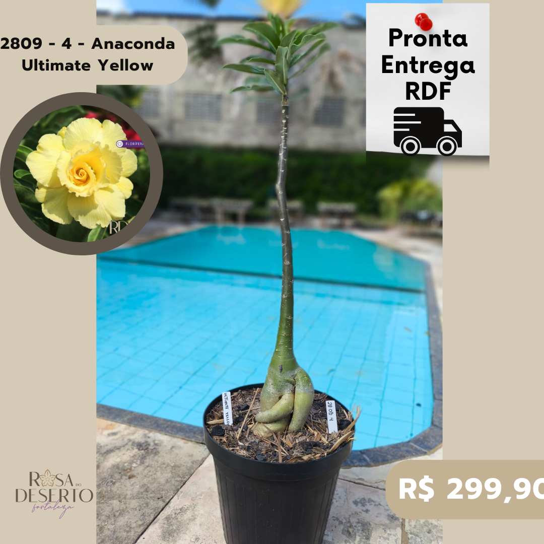 2809 - 4 - Anaconda Ultimate Yellow
