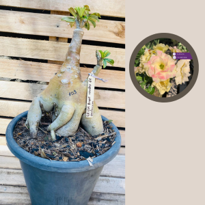 Rosa do Deserto Baobá Bridal Buquê Caudex Arabicum 103 - Linha Baobá - RDF Fortaleza