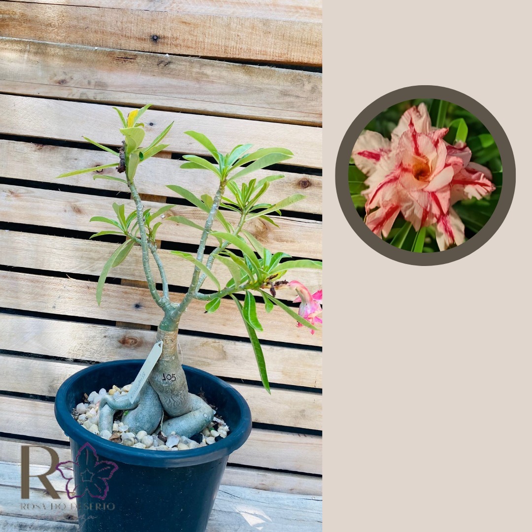 Rosa do Deserto Baobá Rondomiss 105 - Linha Baobá - RDF Fortaleza