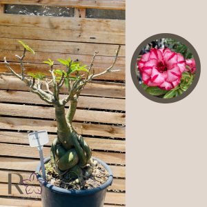 Rosa do Deserto Baobá Hanna 111 - Linha Baobá - RDF Fortaleza