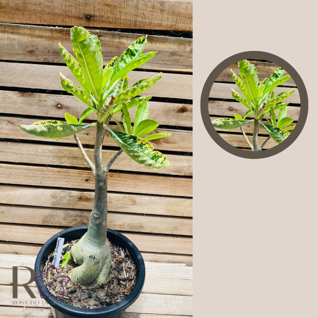 Rosa do Deserto Baoba Somalese Variegata 112 - Linha Baobá - RDF Fortaleza