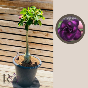 Rosa do Deserto Baoba Purple Neon 116 - Linha Baobá - RDF Fortaleza