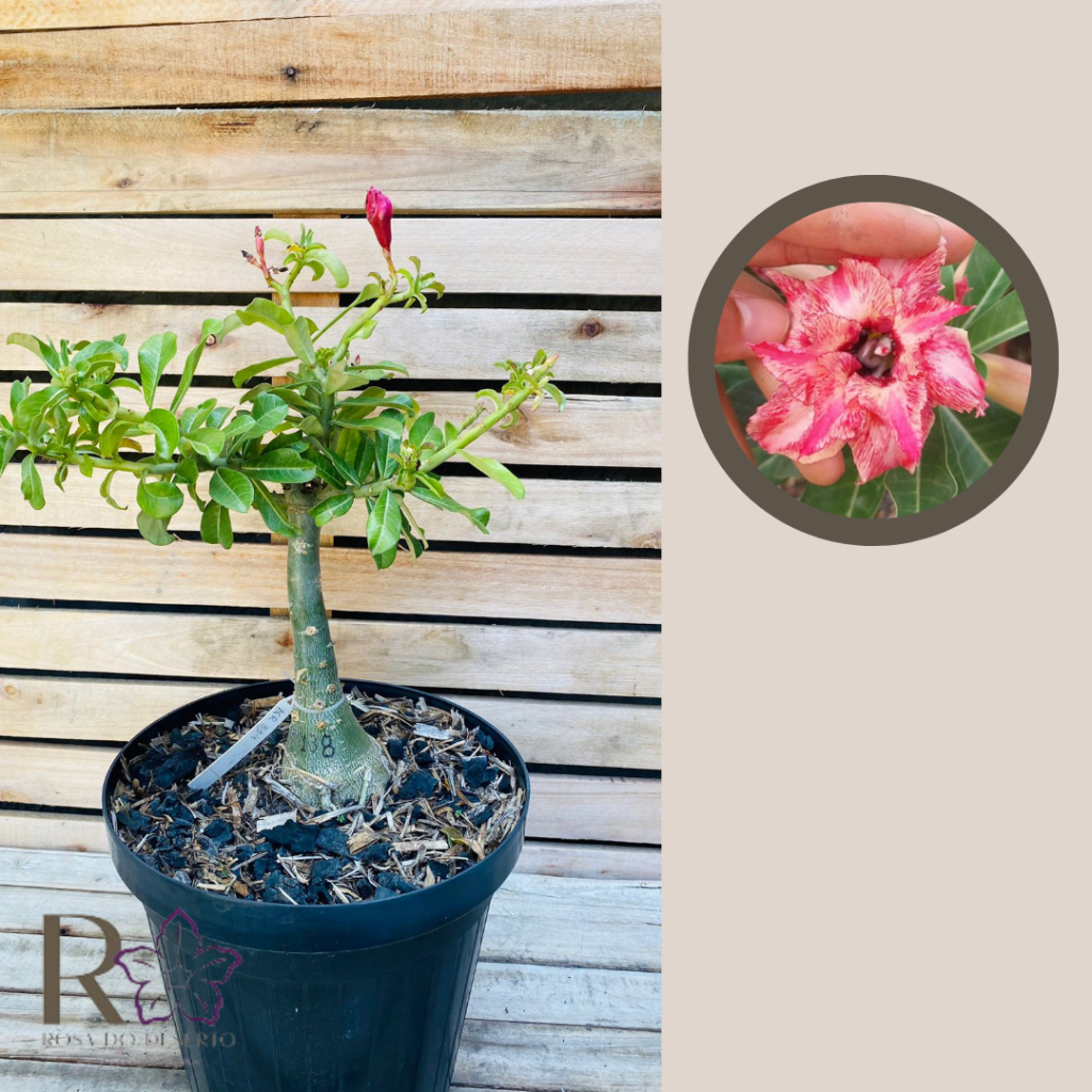 Rosa do Deserto Baoba KR 335 138 - Linha Baobá - RDF Fortaleza