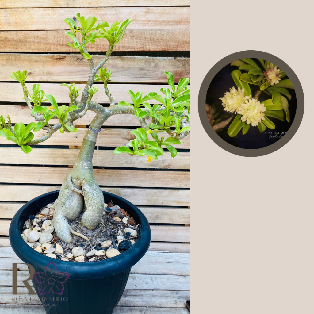Rosa do Deserto Baoba Green Elf Pendente 150 - Linha Baobá - RDF Fortaleza