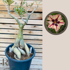 Socotra Ro 444 147