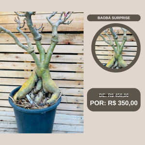 Rosa do Deserto Baobá Surprise 149 - Linha Baobá - RDF Fortaleza