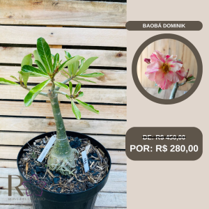 Rosa do Deserto Baobá Dominik 153 - Linha Baobá - RDF Fortaleza
