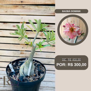 Rosa do Deserto Baoba Dominik 154 - Linha Baobá - RDF Fortaleza