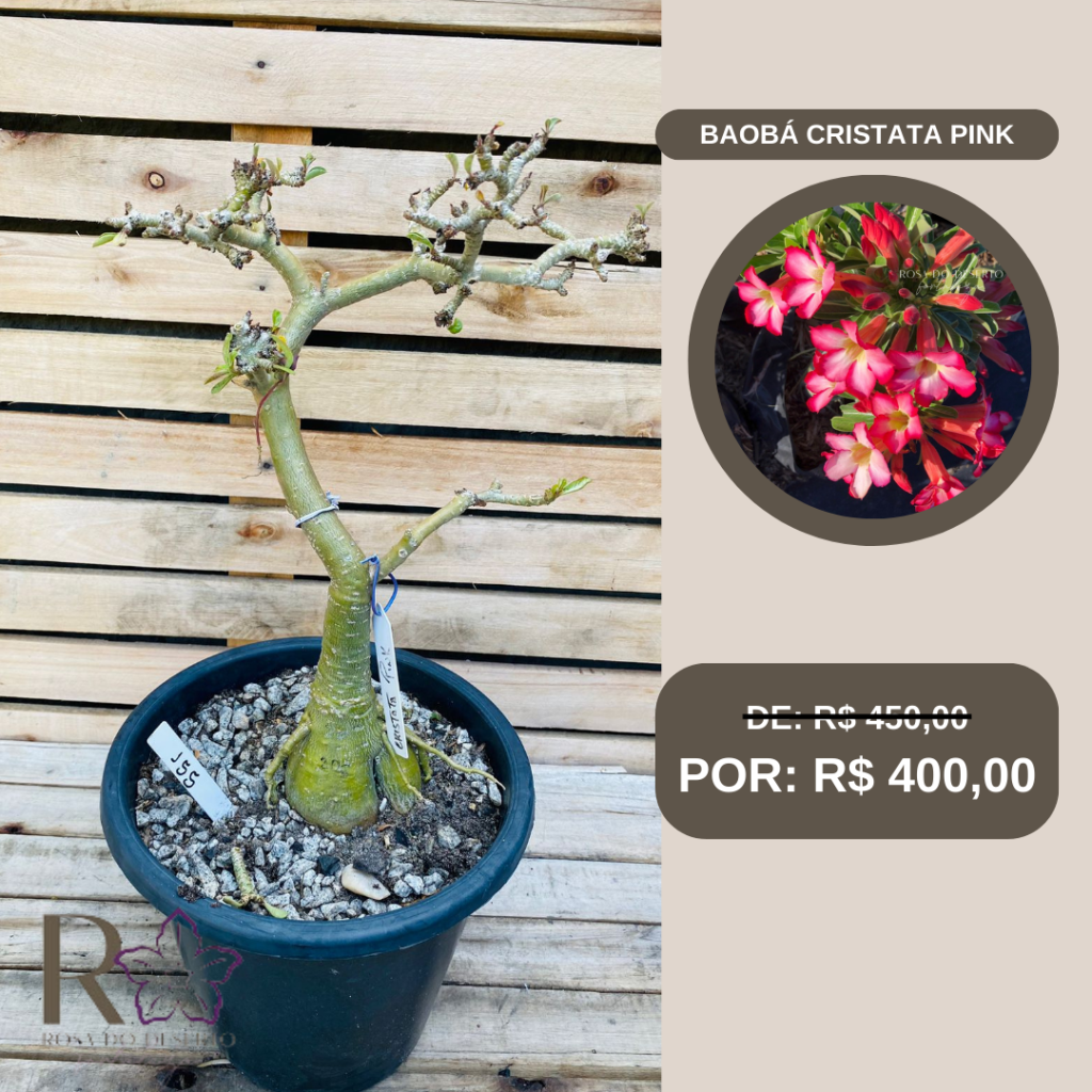 Rosa do Deserto Baoba Cristata Pink 155 - Linha Baobá - RDF Fortaleza