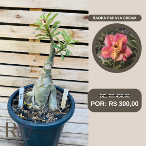 Rosa do Deserto Baobá Papaya Cream 146 - Linha Baobá - RDF Fortaleza