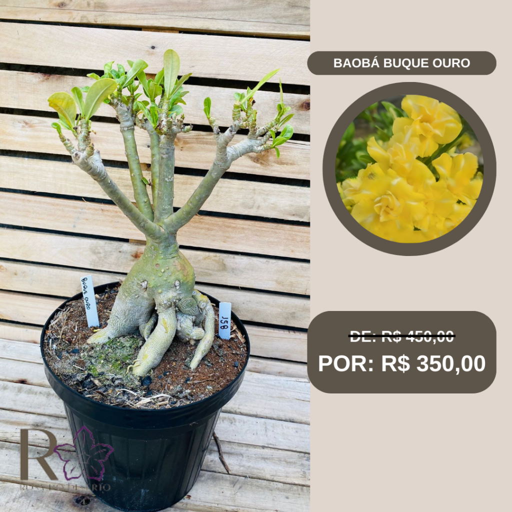 Rosa do Deserto Baobá Buque ouro 158 - Linha Baobá - RDF Fortaleza
