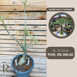 Rosa do Deserto Baoba Nova tanzânia 160 - Linha Baobá - RDF Fortaleza