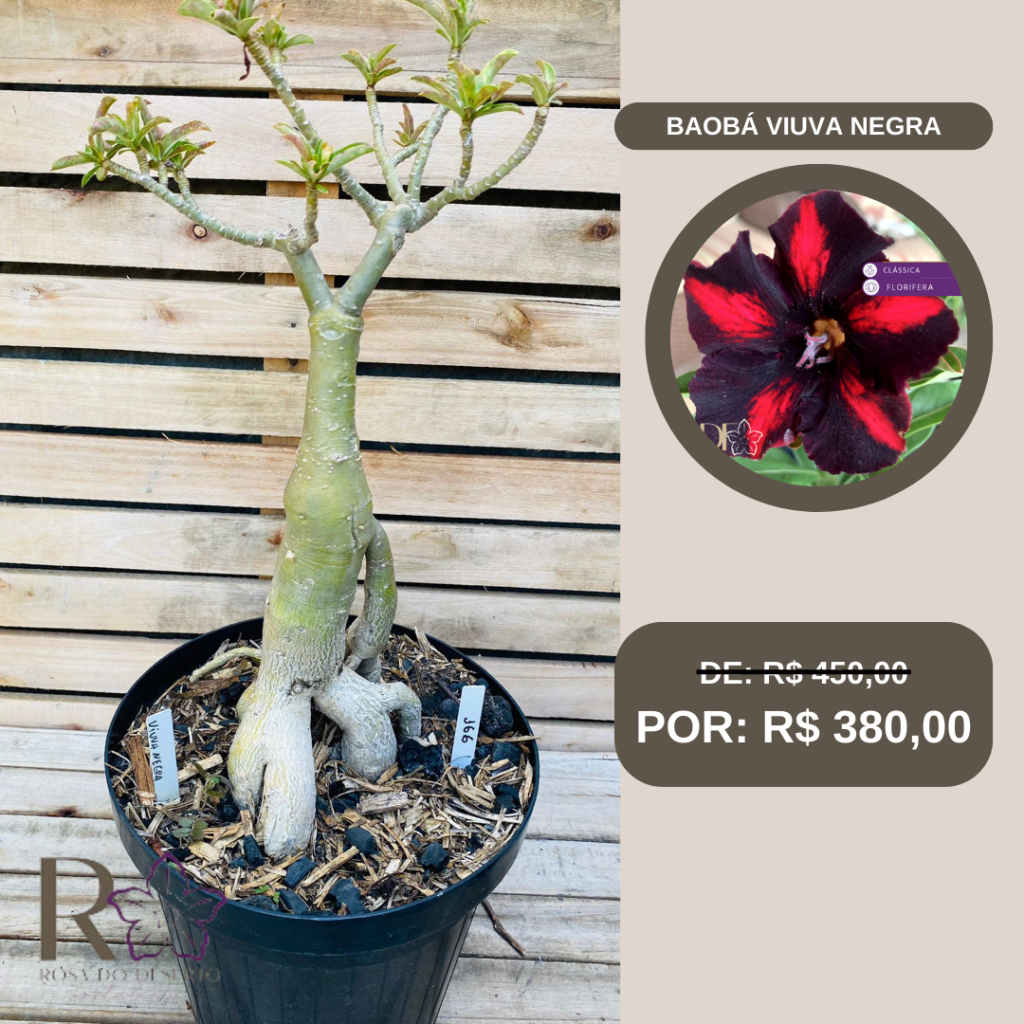 Rosa do Deserto Baoba Viuva Negra 166 - Linha Baobá - RDF Fortaleza