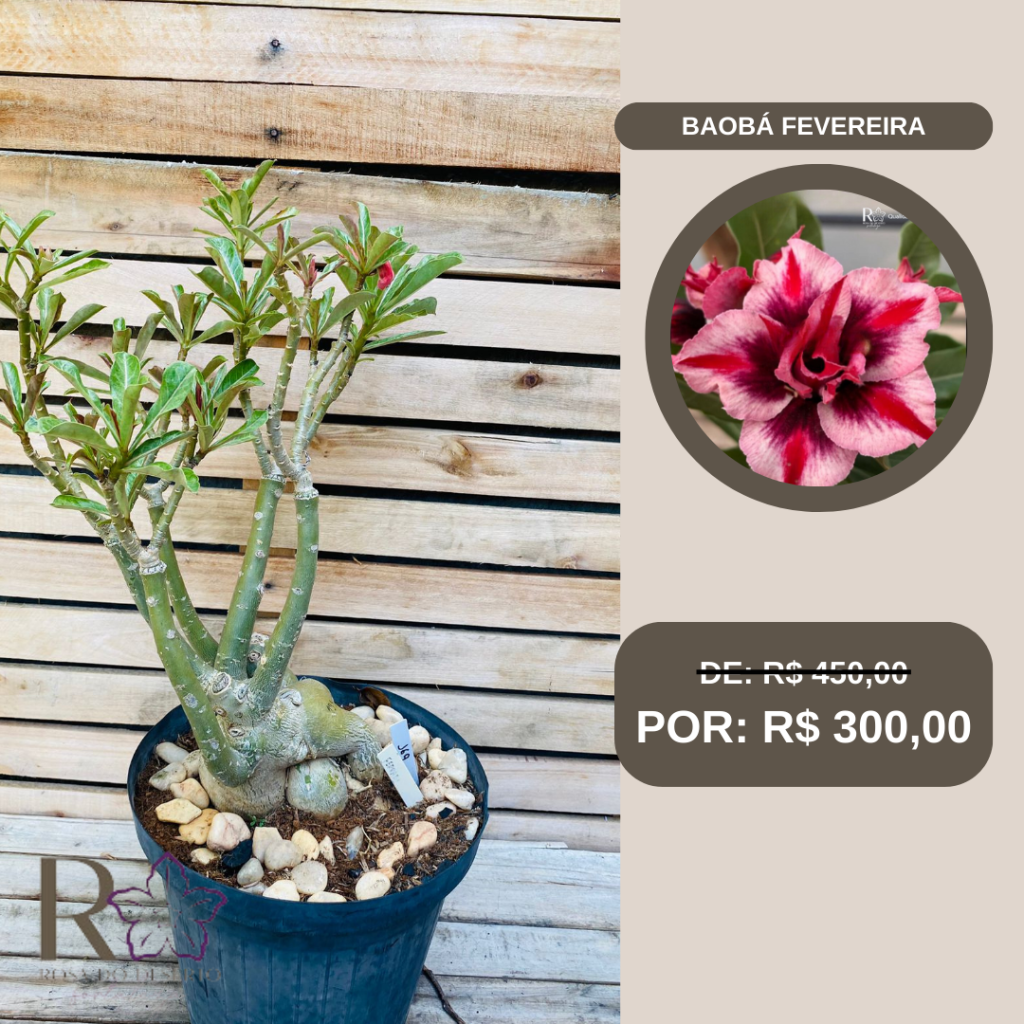 Rosa do Deserto Baoba Fevereira 169 - Linha Baobá - RDF Fortaleza