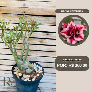 Rosa do Deserto Baoba Fevereira 169 - Linha Baobá - RDF Fortaleza