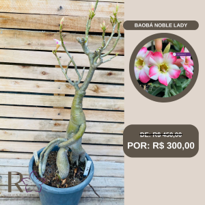 Rosa do Deserto Baoba Noble Lady 171 - Linha Baobá - RDF Fortaleza