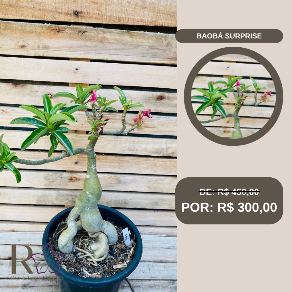 Rosa do Deserto Baoba Surprise 162 - Linha Baobá - RDF Fortaleza