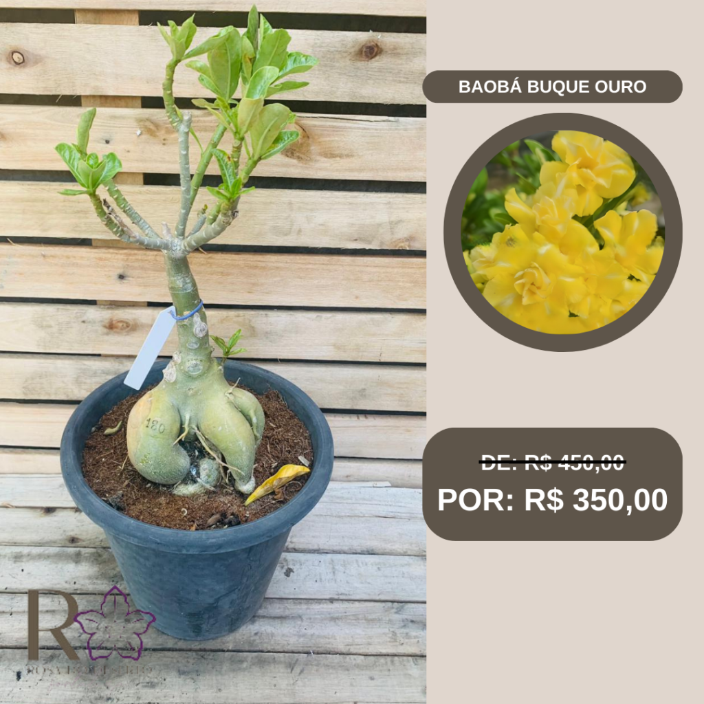 Rosa do Deserto Baoba Buque Ouro 180 - Linha Baobá - RDF Fortaleza