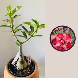 2610 94 Rosa Do Deserto Kr 331