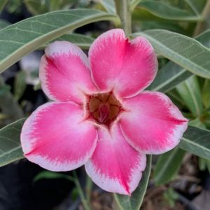 Rosa do Deserto Podadinha - Rosa do Deserto Romantic Edge (Buquê) (Pink Buquê) - Podadinhas - RDF Fortaleza
