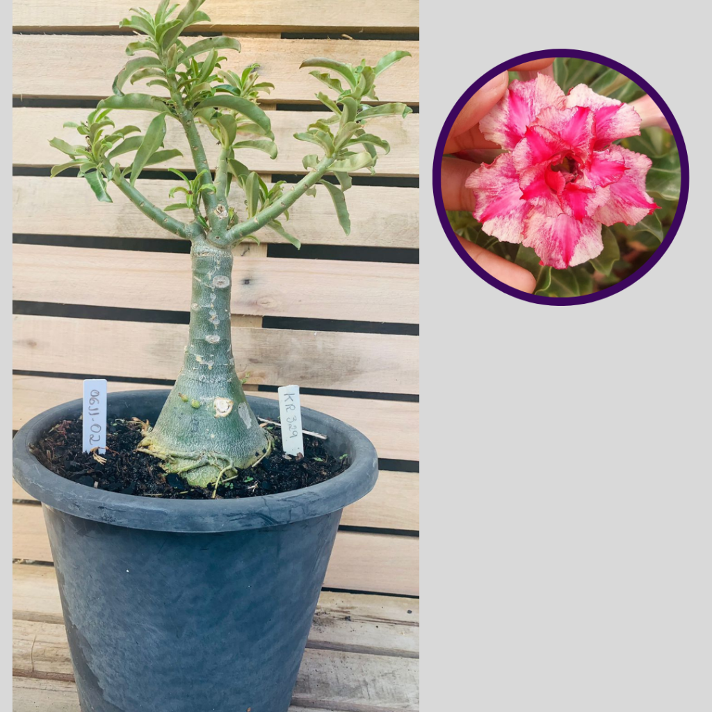 Rosa do Deserto Baobá Kr329 2 - Linha Baobá - RDF Fortaleza