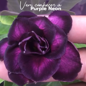 Rosa do Deserto Podadinha - Rosa do Deserto Purple Neon (Negra) - Podadinhas - RDF Fortaleza