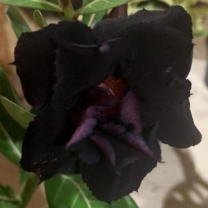 Rosa do Deserto Podadinha - Rosa do Deserto Black (Negra) - Podadinhas - RDF Fortaleza