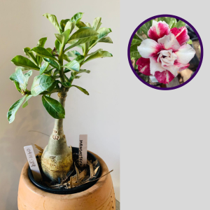 0411 39 Rosa do Deserto Mangosteen