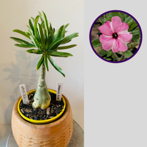 0411 52 Rosa do Deserto Diamond Ring