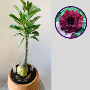 0511 16 Rosa do Deserto Black Dragon