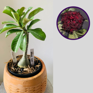 0511 18 Rosa do Deserto Bloody Ruby