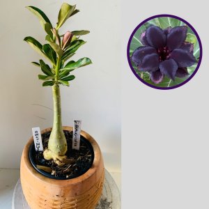 0811 33 Rosa do Deserto Black Coffe