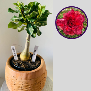 0811 37 Rosa do Deserto Kr 314