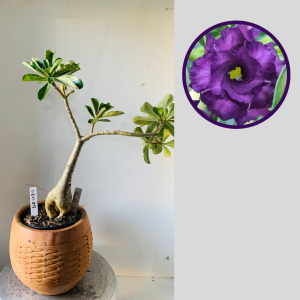 0811 39 Rosa do Deserto Purple Blue